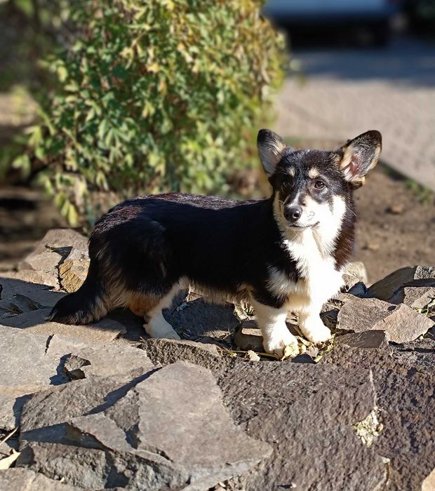 Триколорна дівчинка коргі пемброк