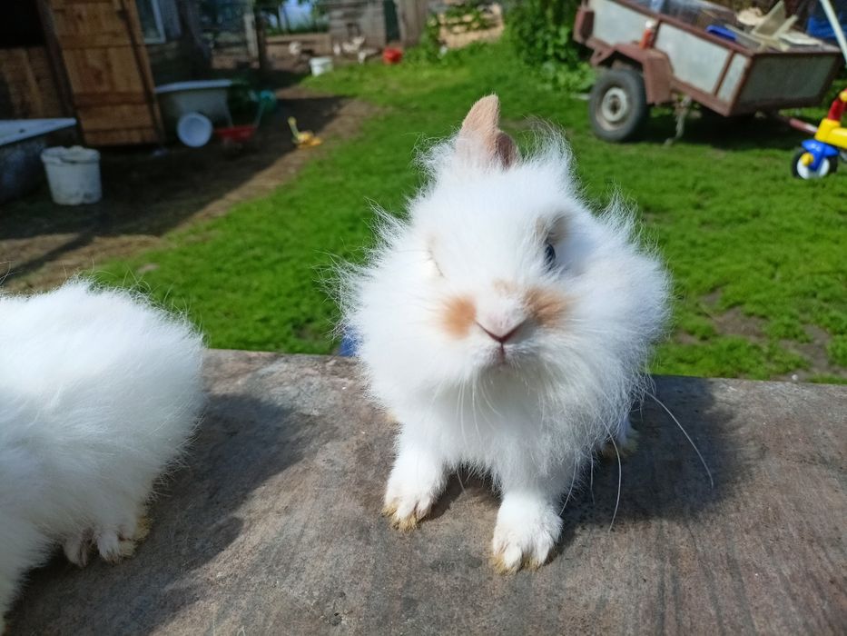 Młode króliki miniaturki
