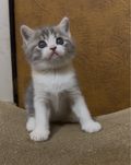 Дуже лагідне Шотландське кошеня