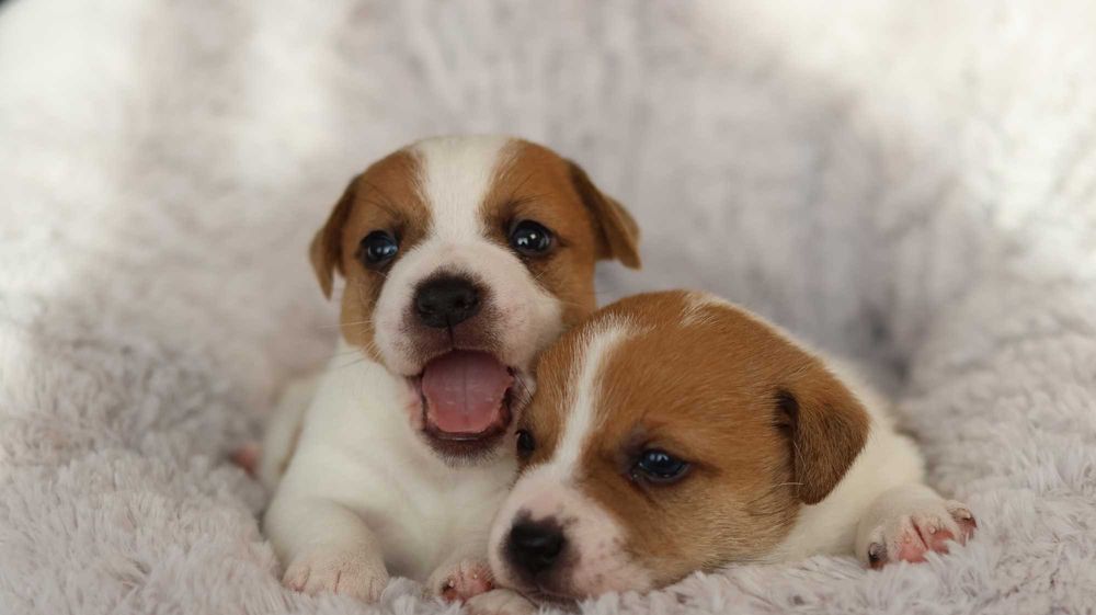 Piesek Jack Russell Terrier/BREFIO-/badania genet.