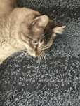 Doa-se gato motivo saude da dona
