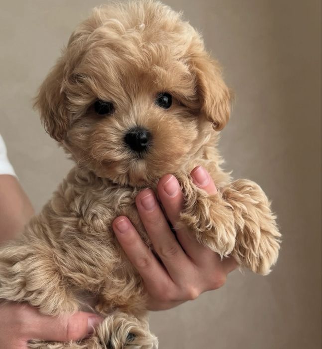 Maltipoo miniatura Macho