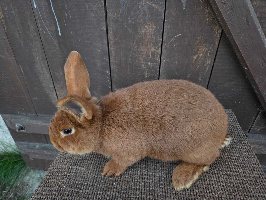 Sprzedam młode nowozelandzkie czerwone