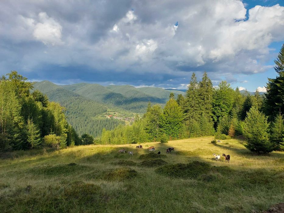 Котедж, будинок в Карпатах Татарів 2-6 осіб