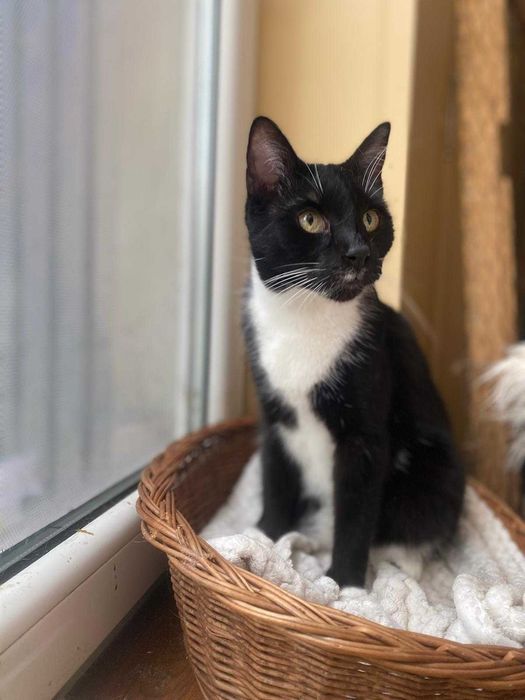 kotka MILKA szuka swojej przystani na zawsze