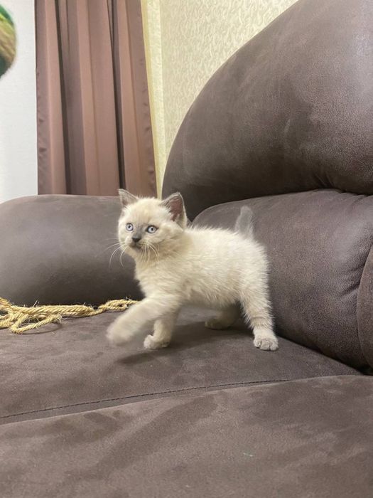 Котята Блю поінт скоттиш страйт, шотланське кошеня хлопчик