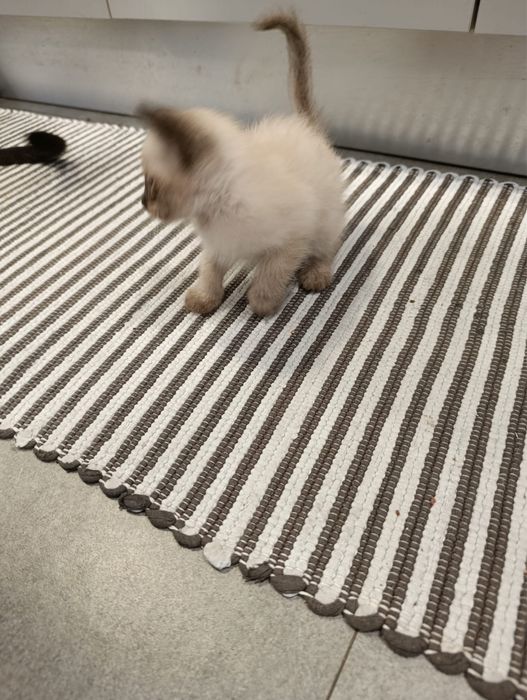 Gatos para doaçao