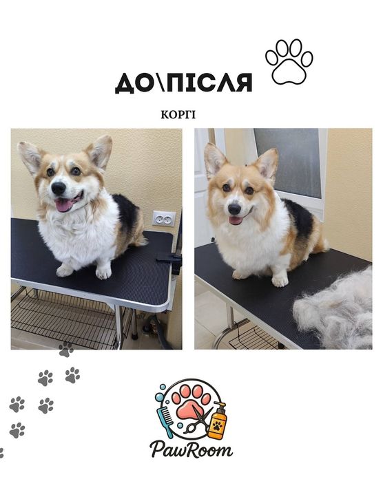 Послуги грумінгу, грумінг, грумер, стрижка котів собак