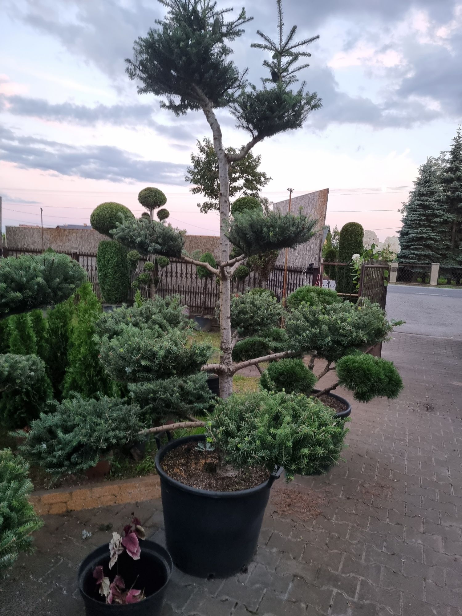 Krzewy formowane Niwaki BONSAI