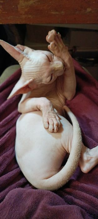 Кошенята Канадського сфінкса