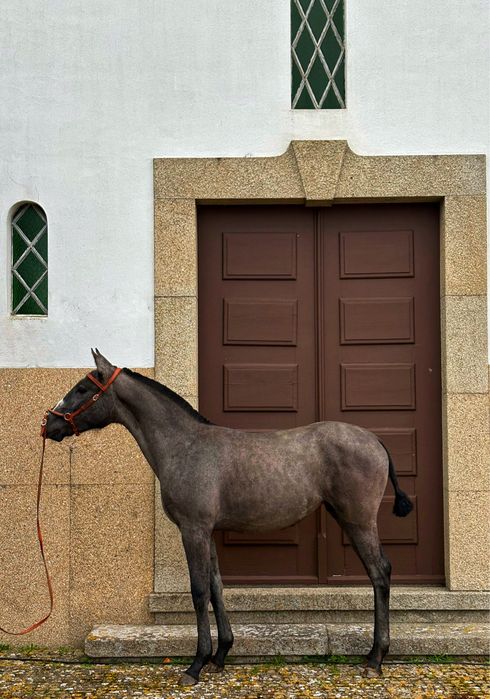 Psl poldra livro Azul