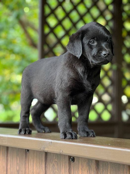 Продам лабрадорів