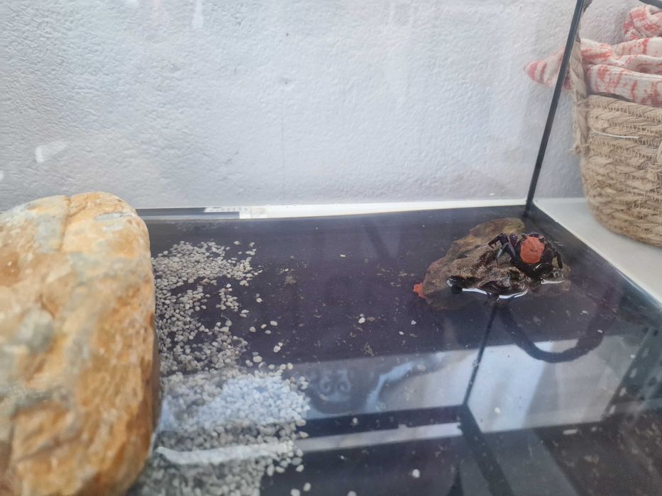 2 Aquários disponíveis