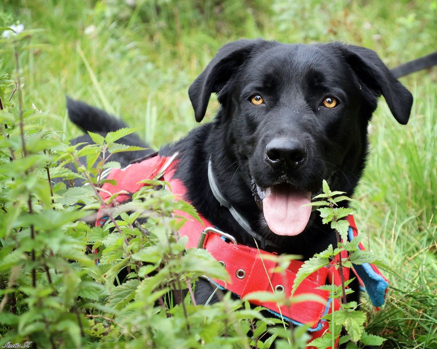 Cudowny Lucuś w typie labradora szuka domku