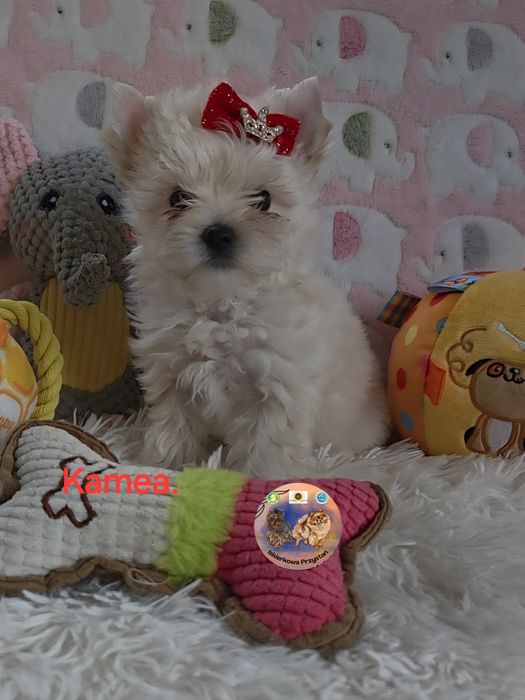 Śliczna suczka Yorkshire Terrier Golddust