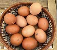 Vende-se ovos galados