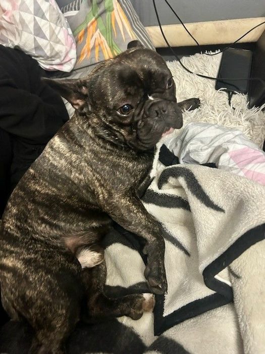 Buldog francuski piesek