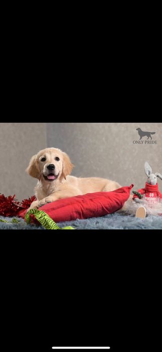 Золотистый ретривер