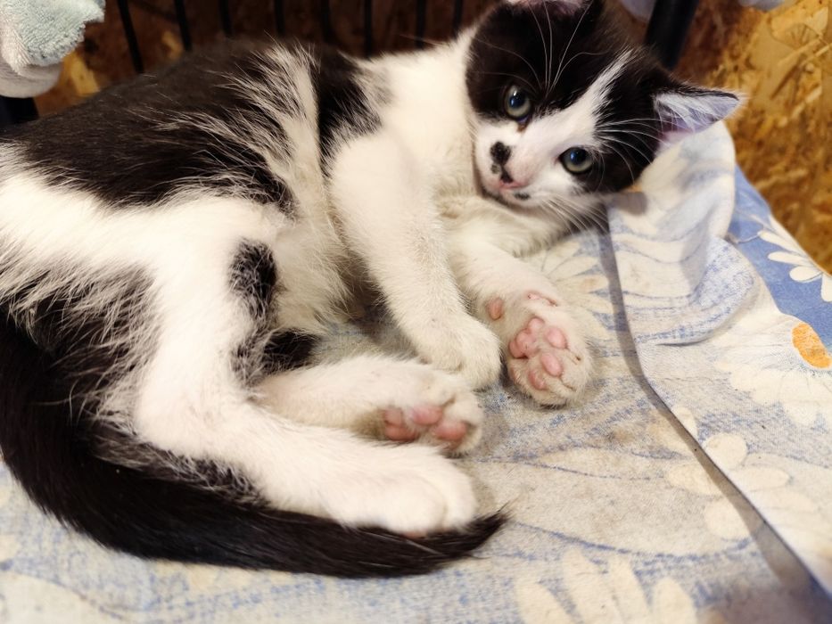 Шукаю родину для кошенятка