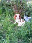 Piesek cavalier king charles spaniel- rodowodowe