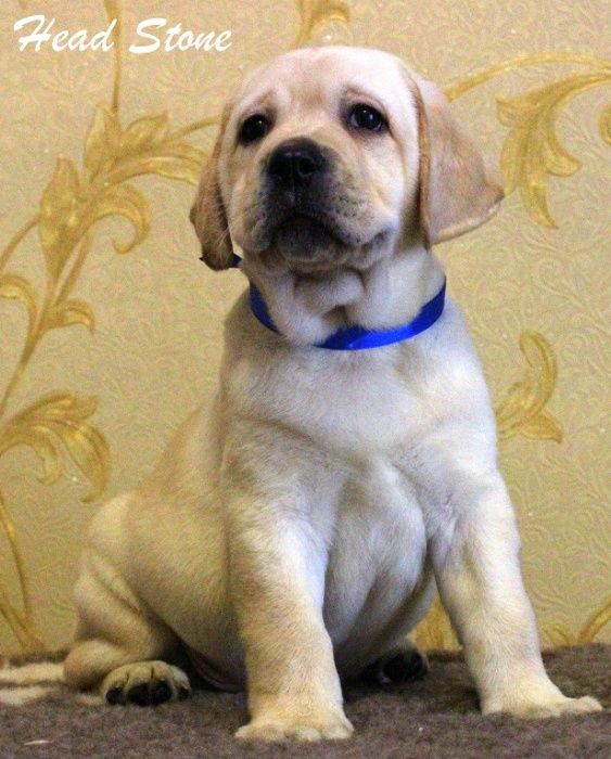 Щенки лабрадора из питомника