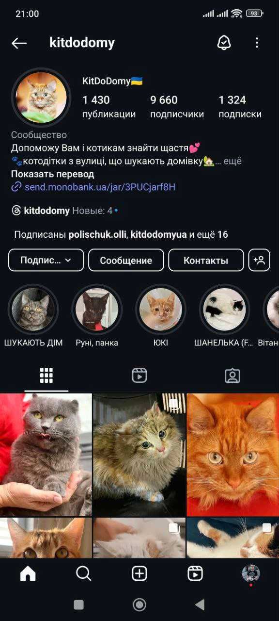 Котики взрослые и котята БЕСПЛАТНО