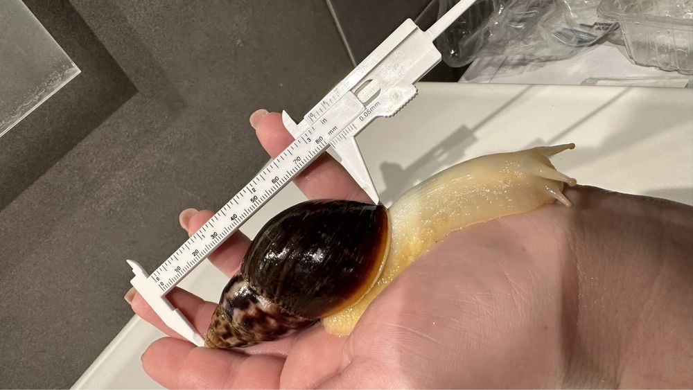ślimaki afrykańskie Lissachatina Fulica Albino body