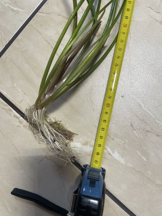 Roslina akwariowa cryptocoryne 80 cm