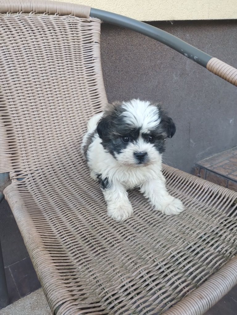 Sprzedam suczke piękną shih tzu