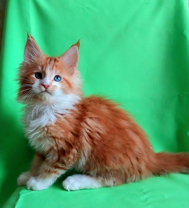 Мейн-куни  - чистопородні велетні