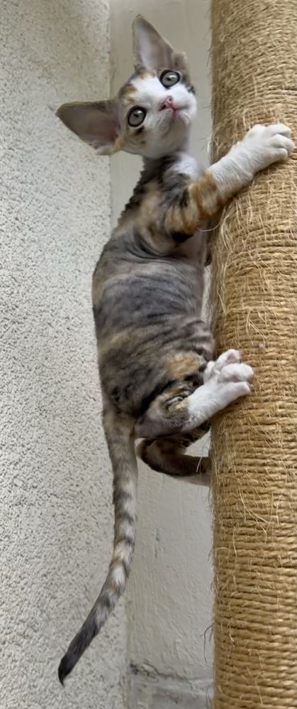 Kotka devon rex FPL