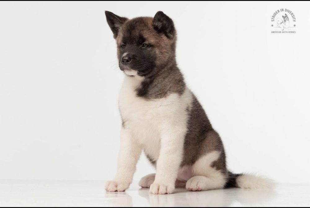 Щенки Американской Акиты питомника "Strider in Diversity"