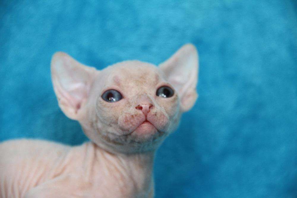 Мальчик разноглазый