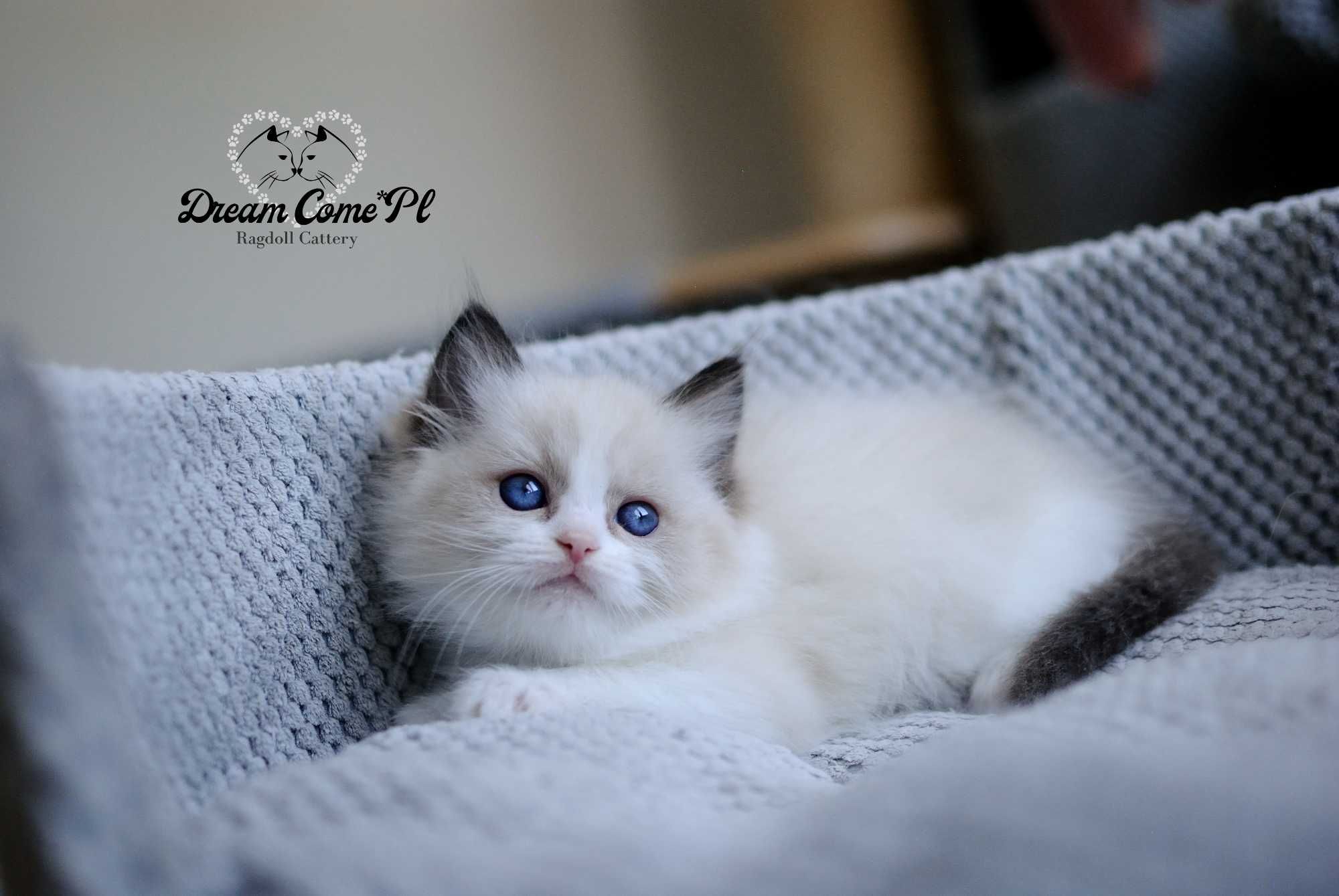 Kotka seal bicolor ragdoll FPL