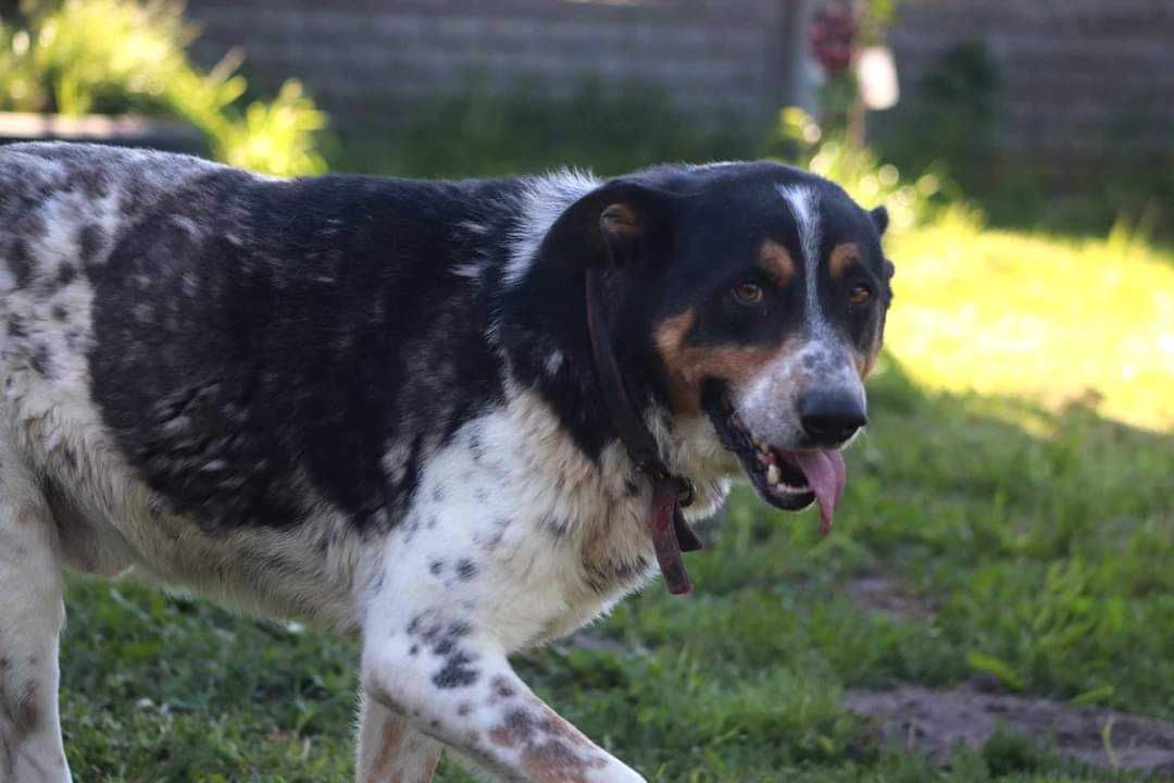 MAX spójrz pokochaj adoptuj