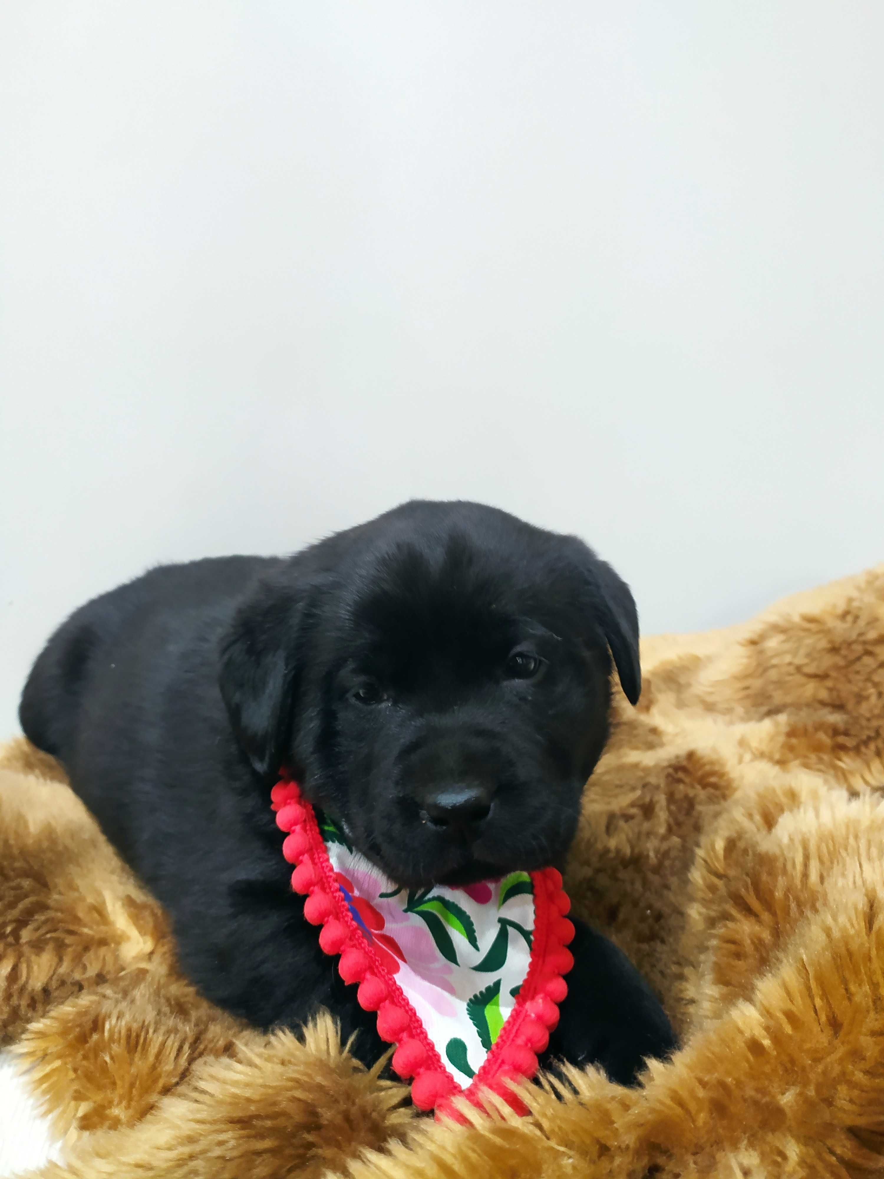 Labrador  czarna suczka