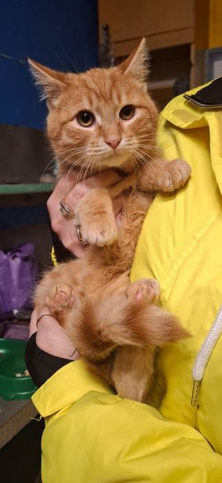 Kocie maluchy czekają na domy w schronisku