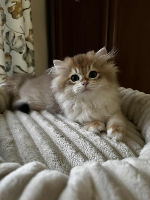 Kot brytyjski kocurek złoty