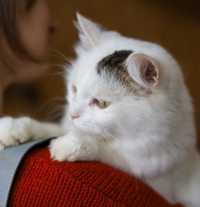 Хан чудесный котенок, 1.5 года, котик, красивый котик