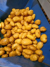 ZAKRĘCONY ZIEMNIAK ziemniaki frytkowe odmiany Agria Innovator