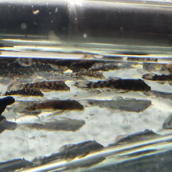 Zbrojnik L519 Ancistrus sp. „Rio Itenez” (Kiefneri II)