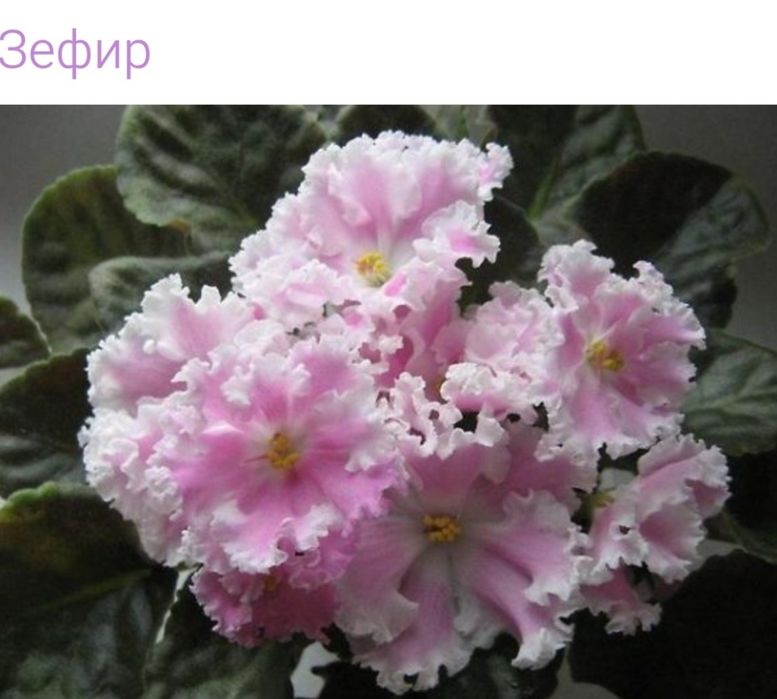 РОЗПРОДАЖ  молоденькі кустики сортової фіалки