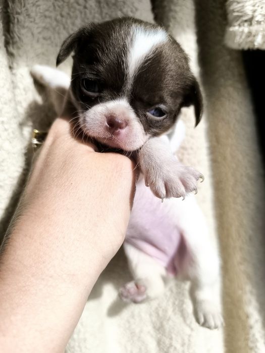 Chihuahua  Super Mini. Menina. Branco e chocolate .Cabeça de maçã.