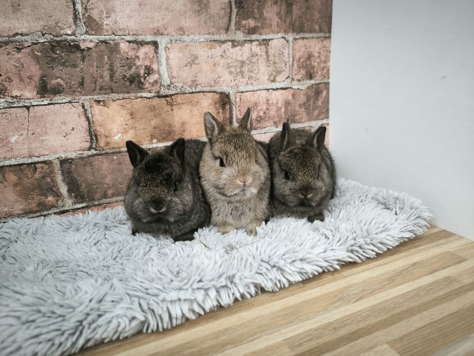 Króliczki karzełki szare ciemnoszare mini króliki