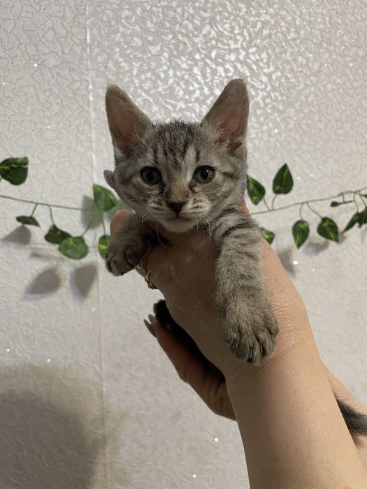 Терміново продаю!