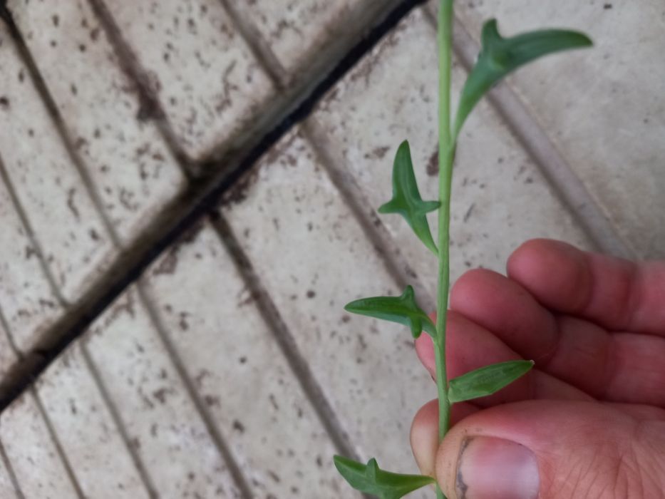 Senecio Dolphins Delfinek