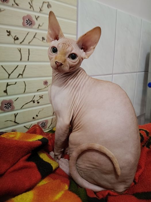 Rudy kocurek sfinks kanadyjski legalna hodowla FPL