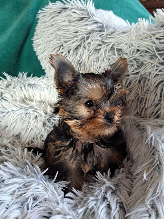 York shire Terrier  mini piesek