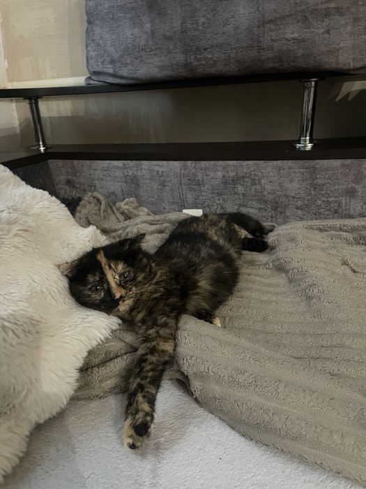 Кошенята в Добрі руки