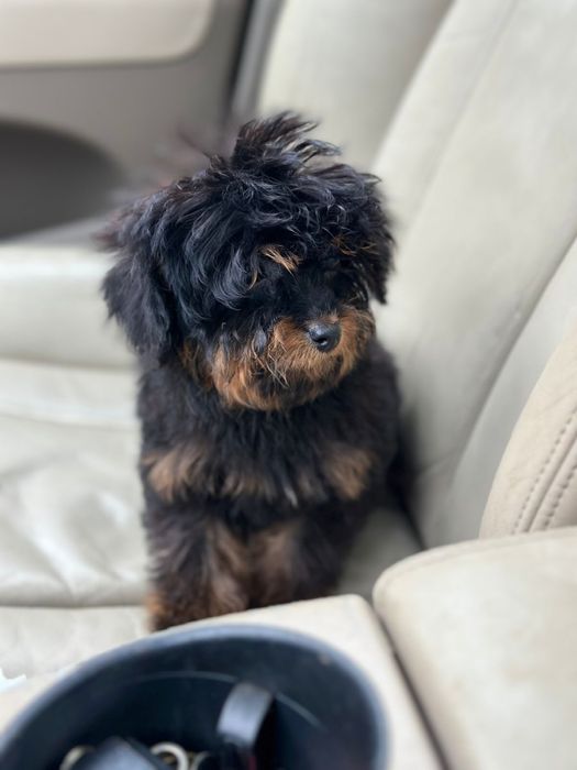 Мальтіпу/той пудель фантом